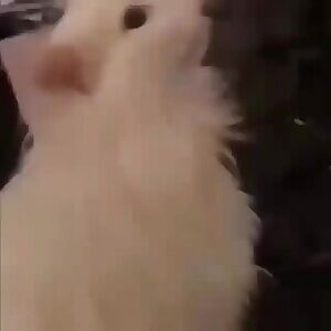 Does anybody know if this is a hentai?